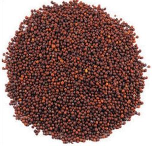 Brown Mustard Seeds