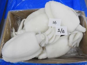 Frozen Whole Cleaned Cuttlefish