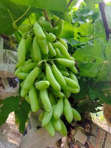 Seedless Grapes