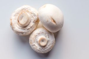 Milky Button Mushroom