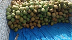 Fresh Tender Coconut