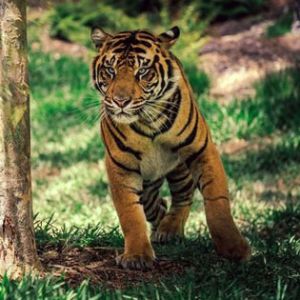 nagpur to tadoba tour package