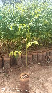 Malabar Neem Plants