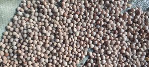 Pigeon Peas