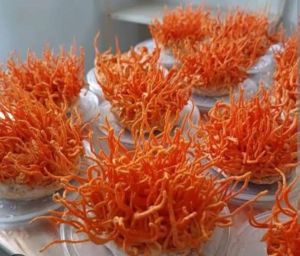 Cordyceps militaris mushroom