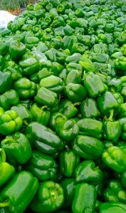 Capsicum Green