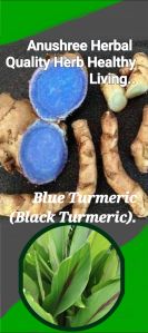 Black Turmeric