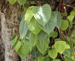 Ficus religiosa dry leaves