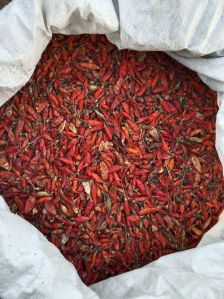 Dry Red Chilli