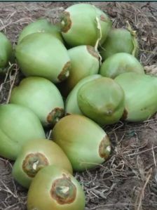 Young Tender Coconut