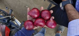 Fresh Red Onion