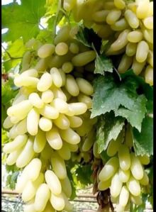 Grapes