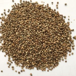 perilla seeds