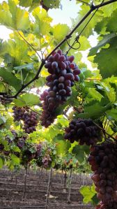 Crimson Grapes