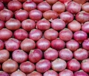 Nashik Onion