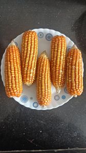 Yellow Corn