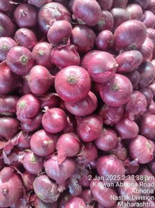 Nasik Red Onion