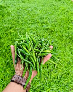 Green Chili