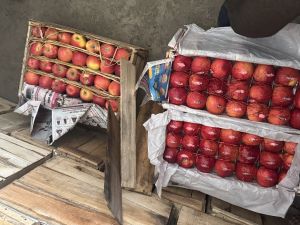 Red Delicious Apple