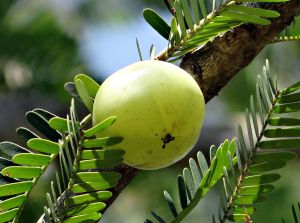 Dried Amla