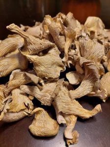 Dry Oyster Mushroom