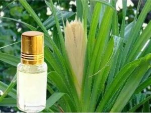 Kewra Attar