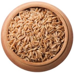 Khapli Wheat