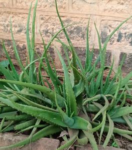 Aloe Vera Leaf