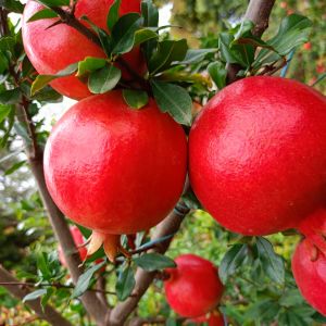 Pomegranate