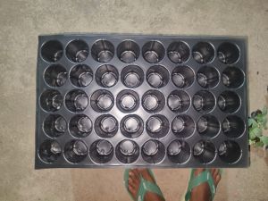 plastic seedling tray