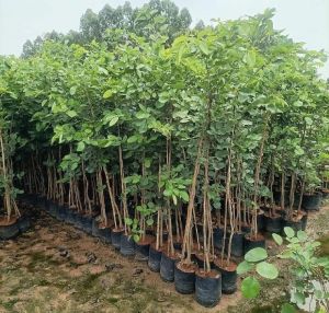 1.5 Feet Chandan Plants