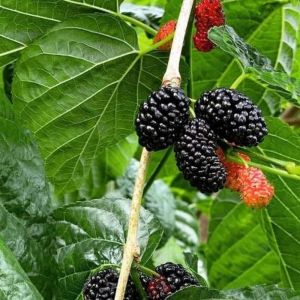 Blackberry Plants