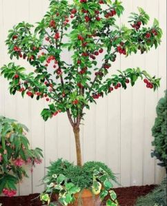 Cherry Plants