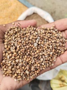 Coriander Seeds