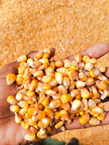 Yellow Maize Seeds