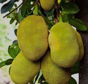 Fresh Jackfruit