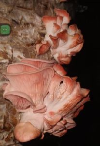 Pink oyster Mushrooms