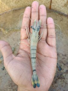 Tiger Prawn