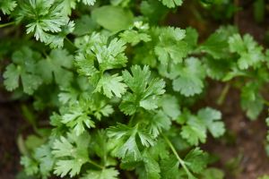 Coriander Leaf