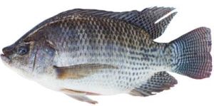 fresh tilapia fish