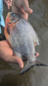 Roopchand Fresh Fish