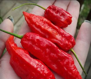 ghost pepper