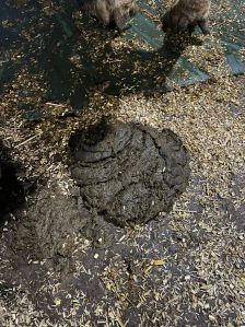 cow dung