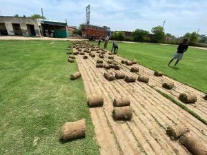 Natural bermuda grass in delhi - Shiv Nursery