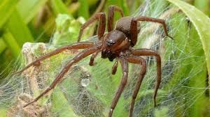 spider pest control services