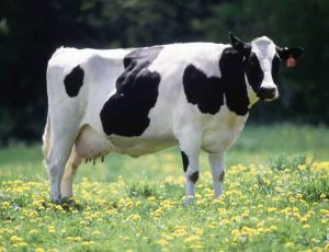 Jersey Cow