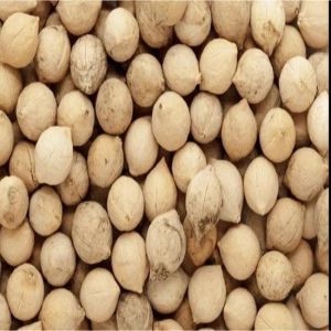 Putrajivak Extract