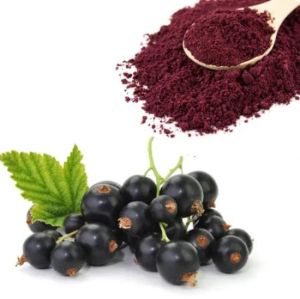 Black Currant Extract