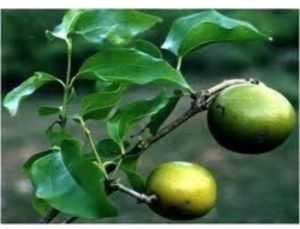 Kataka Extract