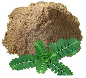 Phyllanthus Niruri Powder